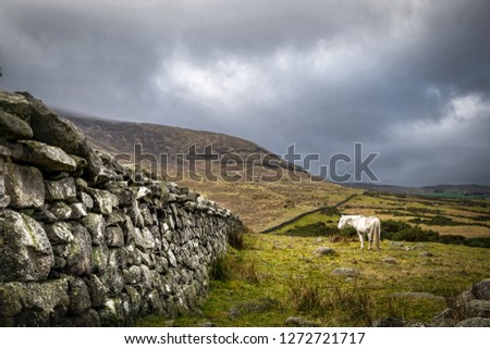 This is a picture of a stone wall in the Mourne Mountains in Ireland with a white horse standing in a field next to it