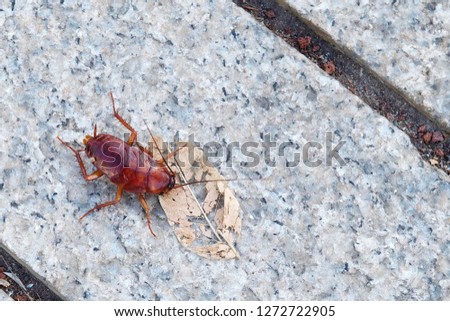 Big Canarian cockroach