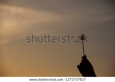 Silhouette of a hand holding dandelion