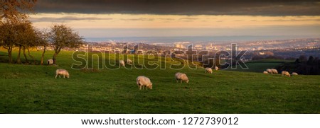 Sheep grazing on a farm above Sheffield City Centre, England, UK Royalty-Free Stock Photo #1272739012