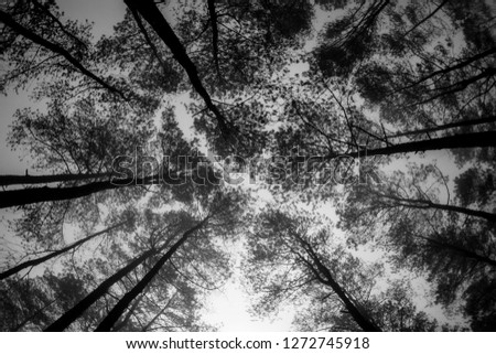 Silhouette - Scary Trees in black and white. Camera Looking up.