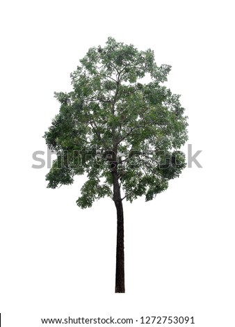 tree dicut at isolated on white background  Royalty-Free Stock Photo #1272753091
