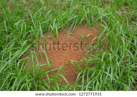 Fire ant bed in tall grass