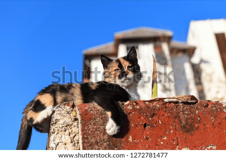Abandoned cat - Street cat on the wall