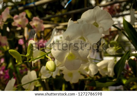 Orchid flower in Garden