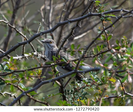 Mockingbird hiding among the thorns!