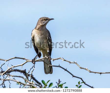 Mockingbird welcoming a new day on the New Year!