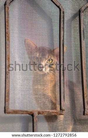 Cat looks in a frame behind a window lattice and a cage. Stock photo