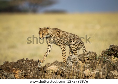 Cheetah prowling in Maasai Mara, Kenya, Africa August 2018