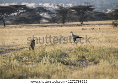 Female Cheetah hunting in Maasai Mara, Kenya, Africa August 2018