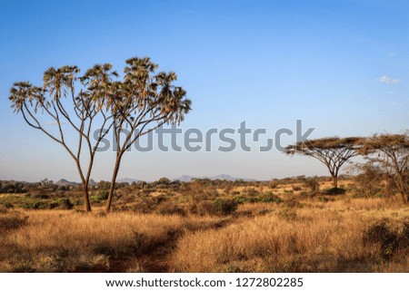 Landscape Views from Samburu, Kenya, Africa August 2018