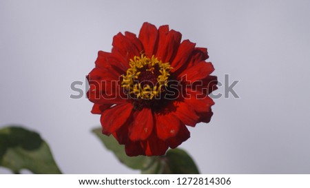 this is a red zinnia with white background
