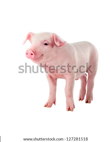 Cheerful smiling pig. Isolated on white background. Royalty-Free Stock Photo #127281518