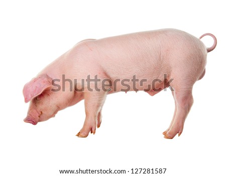 Danish Landrace pig breeds. Isolated on white background Royalty-Free Stock Photo #127281587
