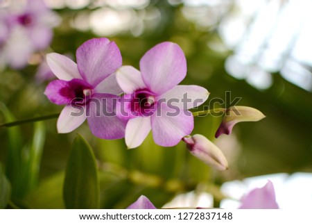 Orchid flower in orchid garden at winter or spring day. Orchid flower for postcard beauty . 