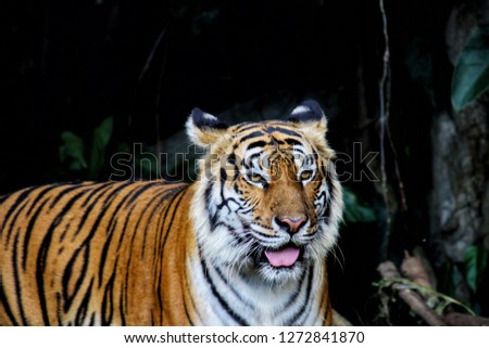 bengal tiger in zoo with standing for the tourist take photo