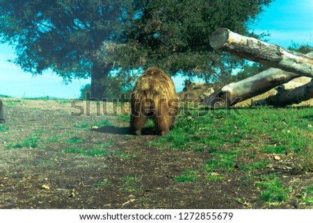 Large Brown Bear - Animal, Living Organism 