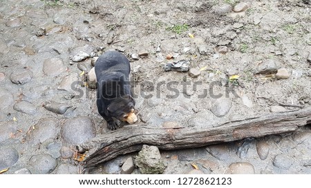 Sloth bear in the wild