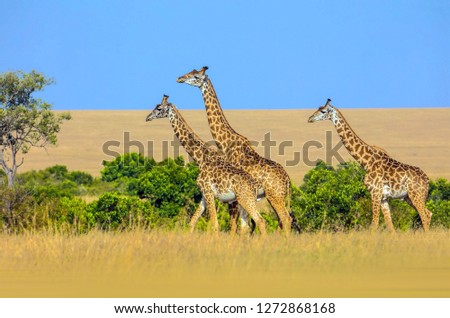 Beautiful african giraffe