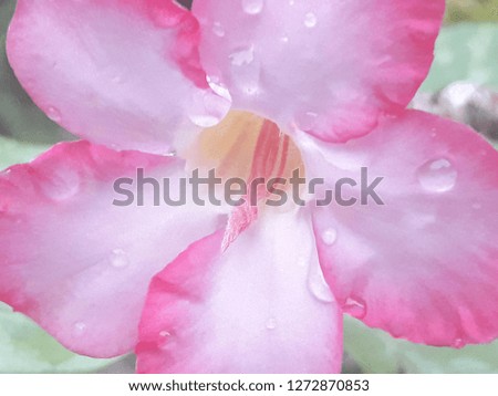 Water drop on flower, Pink Azalea or Adenium petals with raindrop