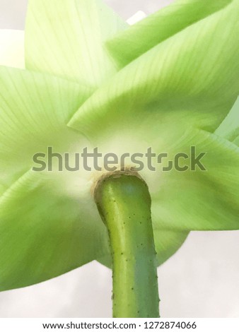 Fresh white lotus closeup, close up green folded petals lotus for Buddhism