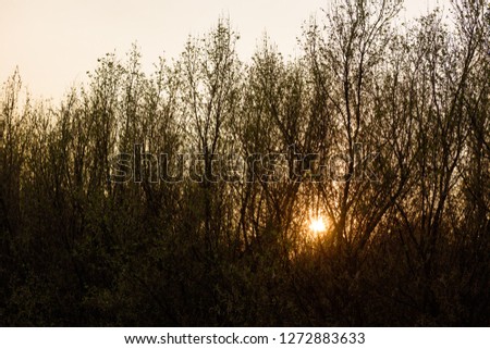 Sunstar or sunburst during sunset through tree