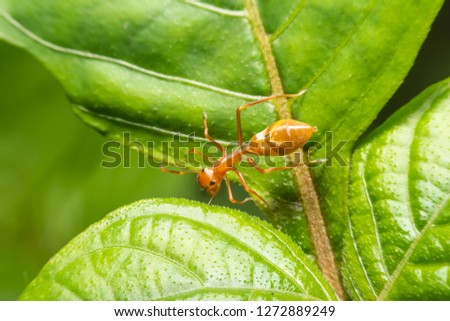 Fire red ant on leaves in nature green background, Macro view