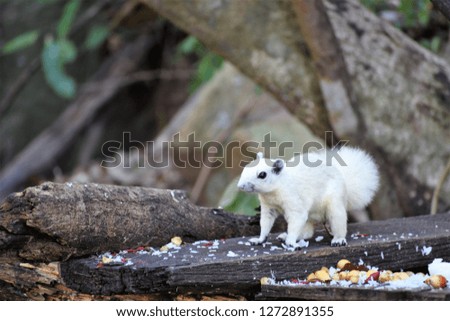 An image of White squirrel on food tray.