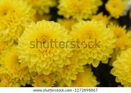 A closeup image of Chrysanthemum flowers