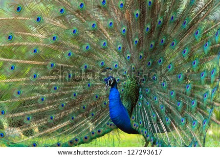 Portrait of  peafowl beautiful with feathers out
