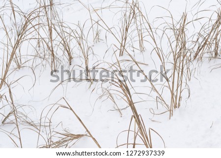 dry grass in the snow
