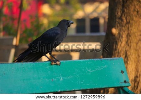 Looking away at the beautiful scenery, a disturbing cannibalistic black crow carries fried chicken in its talon, on a park bench, in Bangkok, Thailand.