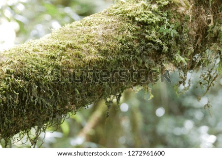 The little fern, moss and lichen on the tree trunk. The picture was taken from Doi Inthanon, Chiang mai, Thailand.