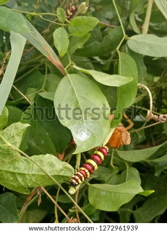 worm larva red yellow brown colorfur animal in the nature