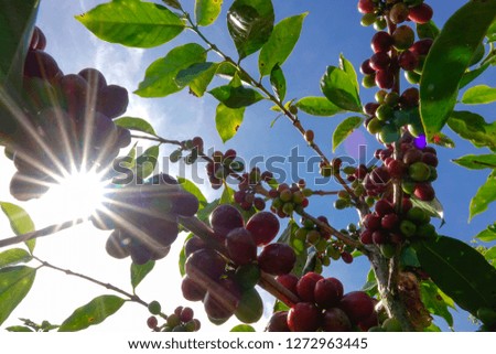 Coffee beans on the tree branch with blue sky background in Da Lat city, Lam Dong province, Vietnam. Coffee tree with ripe berries on farm.