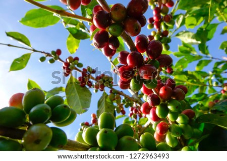Coffee beans on the tree branch with blue sky background in Da Lat city, Lam Dong province, Vietnam. Coffee tree with ripe berries on farm.