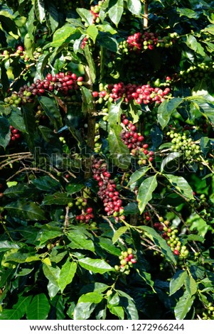 Coffee tree with ripe berries on farm in Da Lat farm, Lam Dong province, Vietnam.
