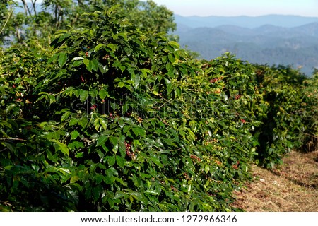 Coffee tree with ripe berries on farm in Da Lat farm, Lam Dong province, Vietnam.