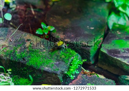 Green Mantella Frog - Animal, Living Organism ,Amphibians