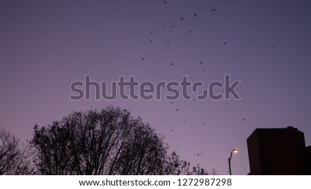 Bats flying up from their roost in a group at night in Austin Texas