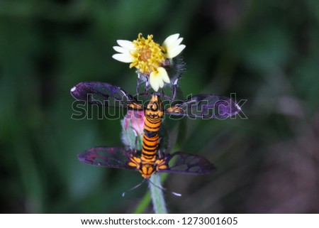 Wasp moth, Tiger moth, (Amata sp.), Erebidae mating on Coatbuttons, Mexican daisy (Tridax procumbens) in garden.