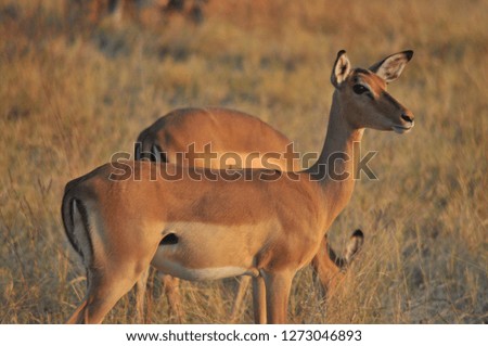 Herd  of Impala in Okavango delta
