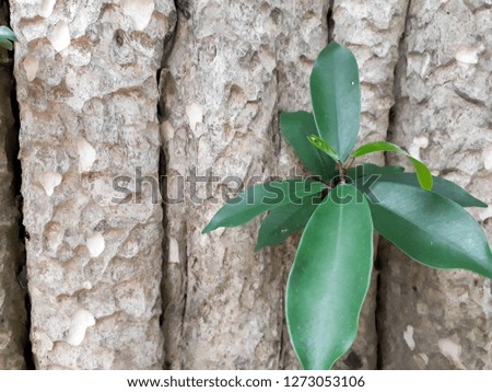 Fresh green leaves germinate in the middle of a tree, The old tree texture with tree
