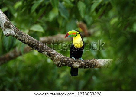 Toucan sitting on the branch in the forest, Boca Tapada, green jungle vegetation, Costa Rica. Nature travel in central America. Keel-billed Toucan, Ramphastos sulfuratus, tropic bird with big bill.