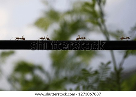 Ant walking on the branch of tree