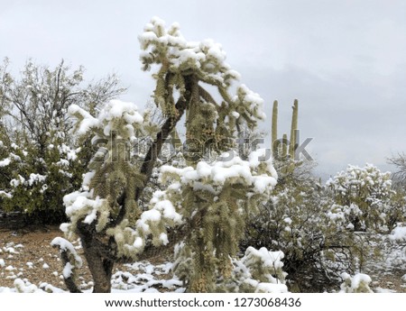 Nature Desert Landscape - Saguaro National Park in Tucson, Arizona covered in snow