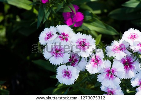 Picture, dianthus flower Purple-white,colourful beautiful in garden