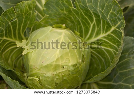 this pic show the Cabbages or Headed cabbage is a leafy green planting at backyard garden or farm, agriculture and background concept