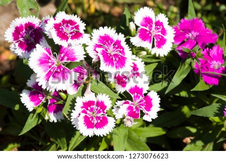Picture, dianthus flower Purple pink,colourful beautiful in garden