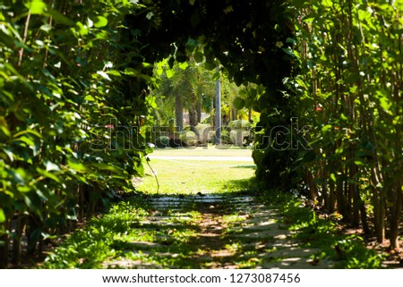 Picture, Tree tunnel ,colourful beautiful in garden.